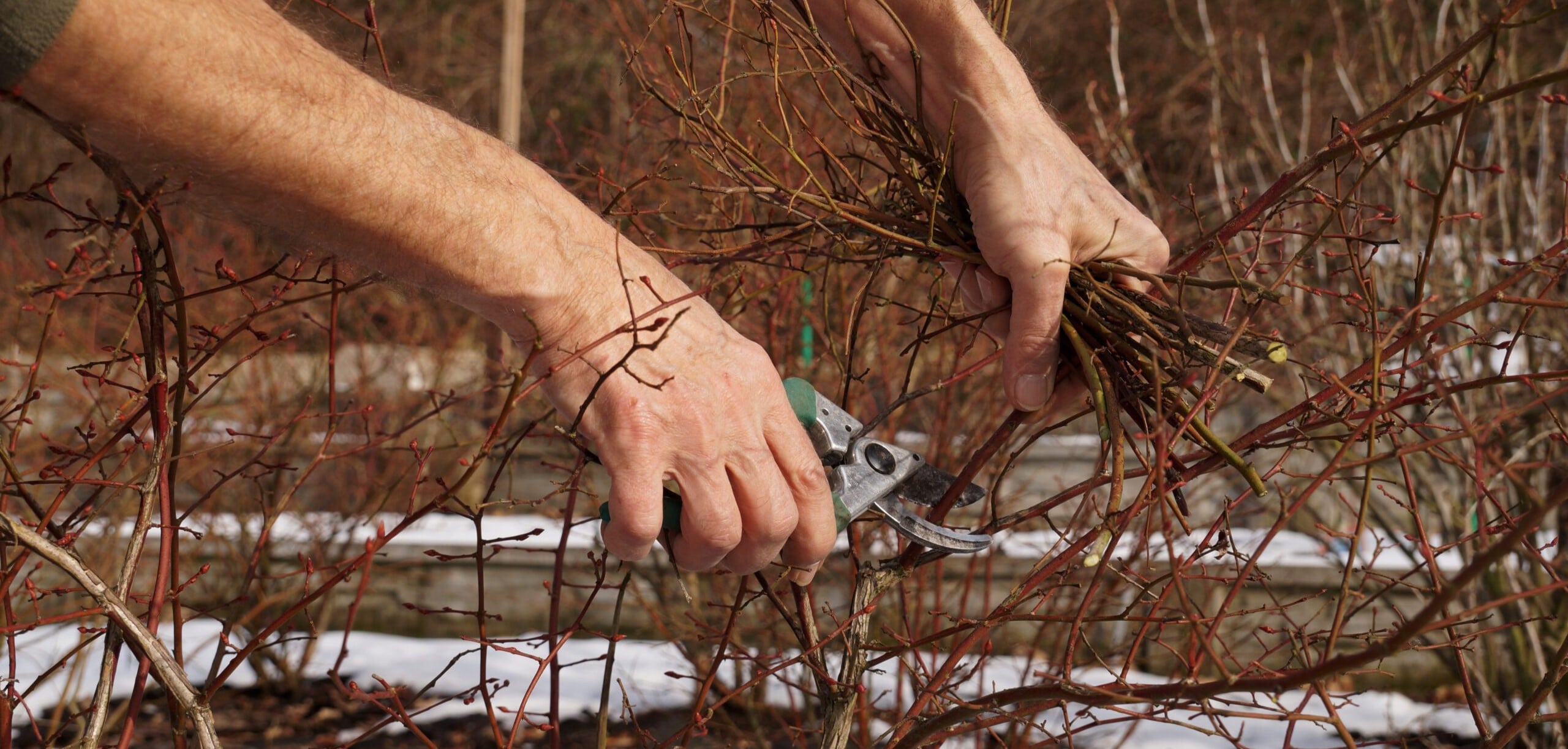 pruning