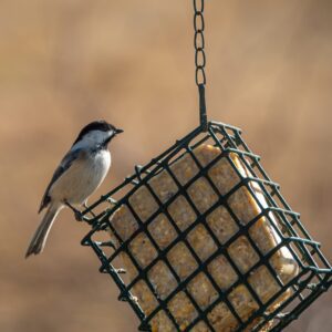 bird suet chickadee