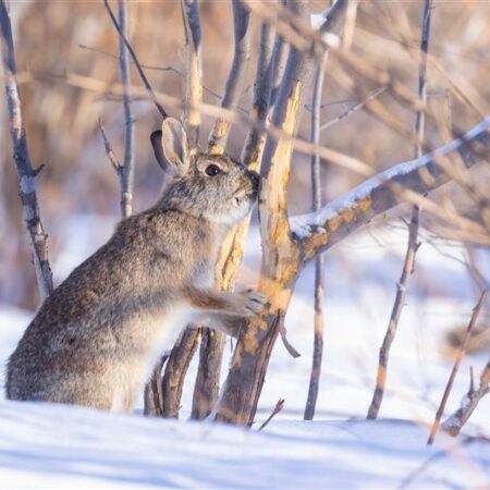 Rabbit feeding on tree bark in winter, causing trunk damage above the snow.