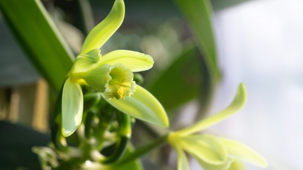 Vanilla planifolia