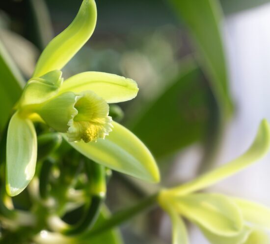 Vanilla planifolia
