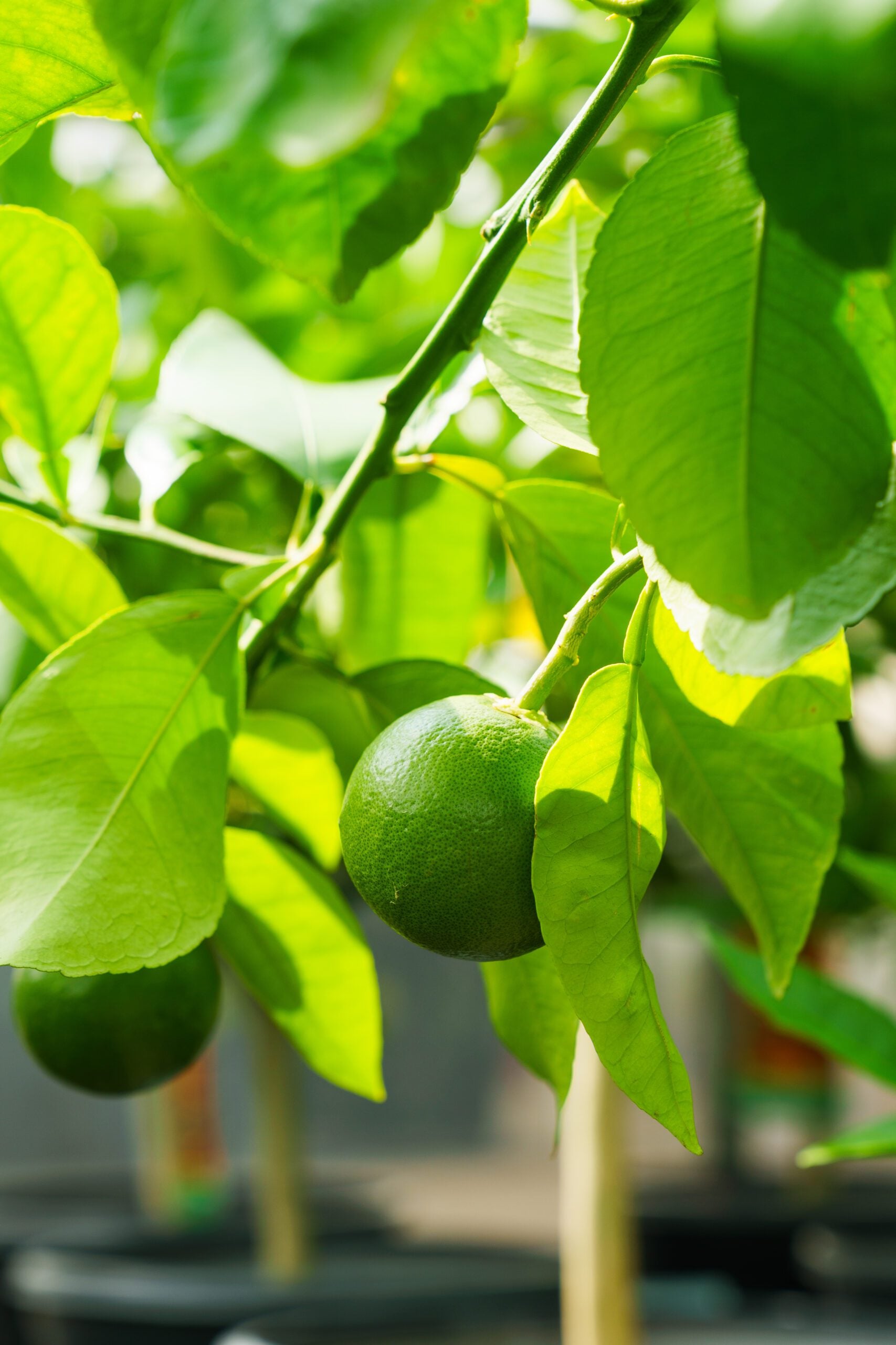 citrus limes