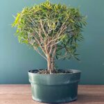ficus neriifolia bonsai