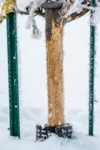 Rabbit damage on young tree bark in a snowy landscape