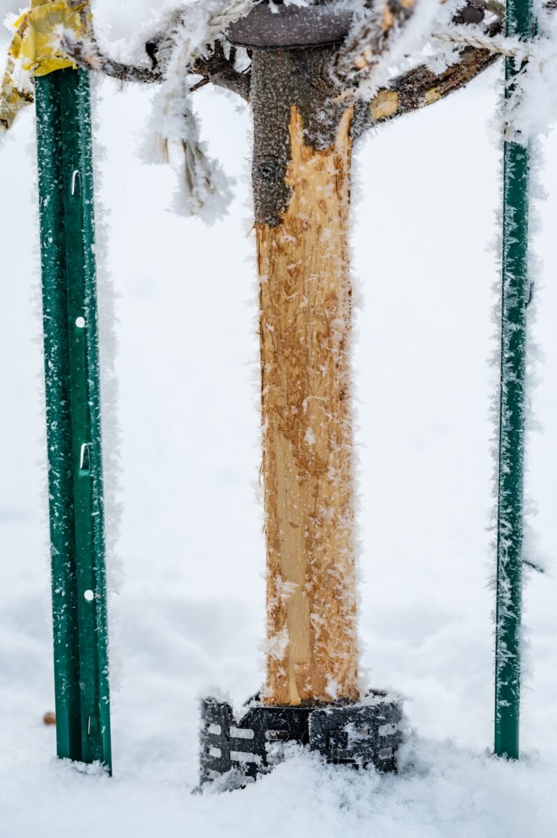 Rabbit damage on young tree bark in a snowy landscape