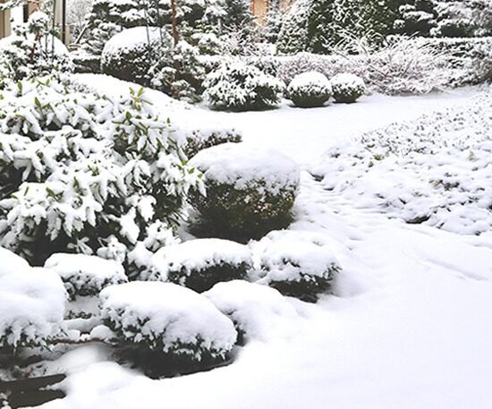 Snow-covered shrubs and evergreen plantings blanketed after a winter storm in a landscaped yard.