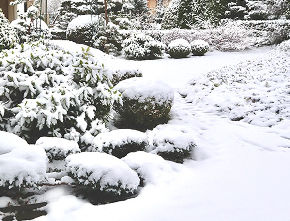 Snow-covered shrubs and evergreen plantings blanketed after a winter storm in a landscaped yard.