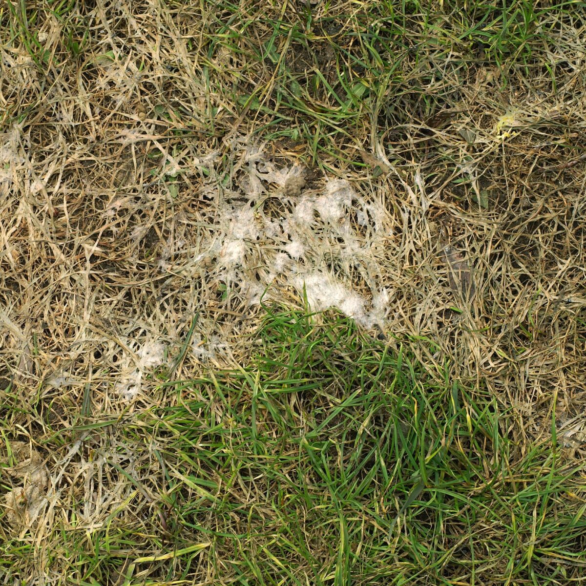 snow mold