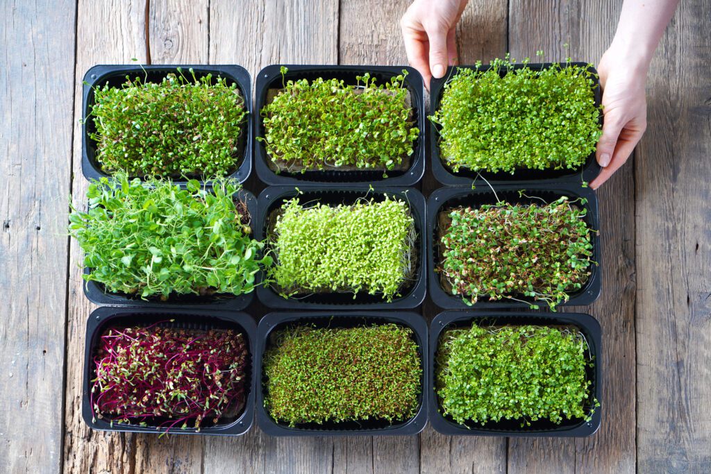 seeding microgreens