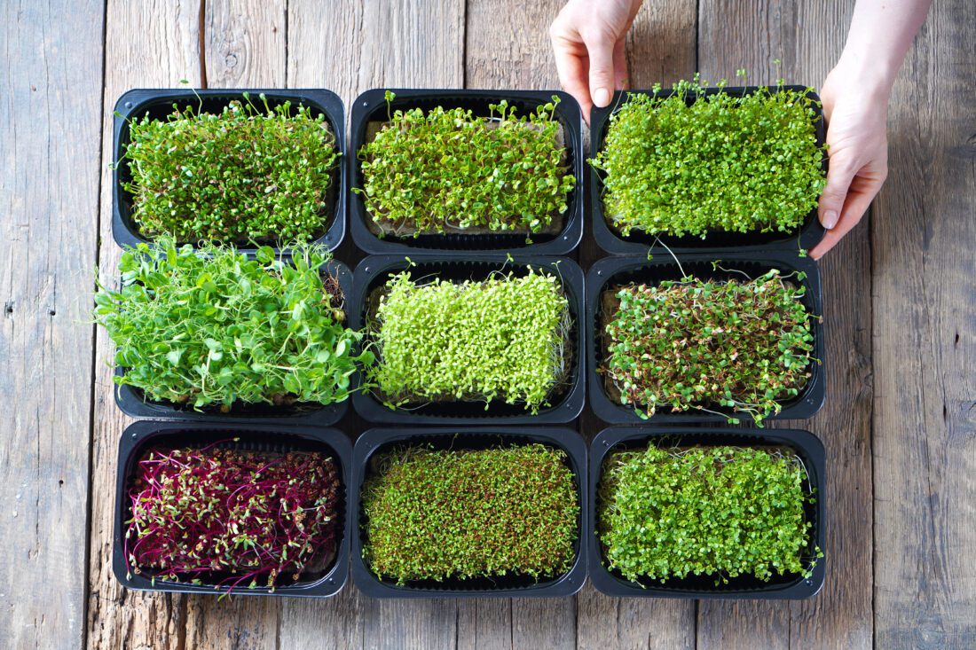 seeding microgreens