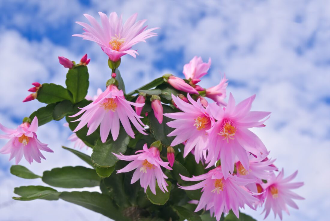 easter cactus