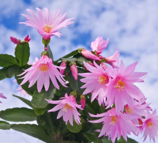 easter cactus