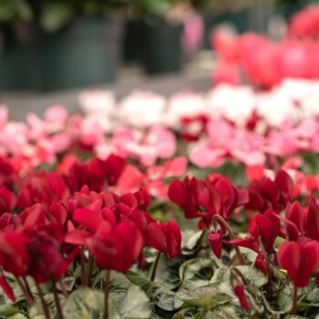 Cyclamen_Varieties_03