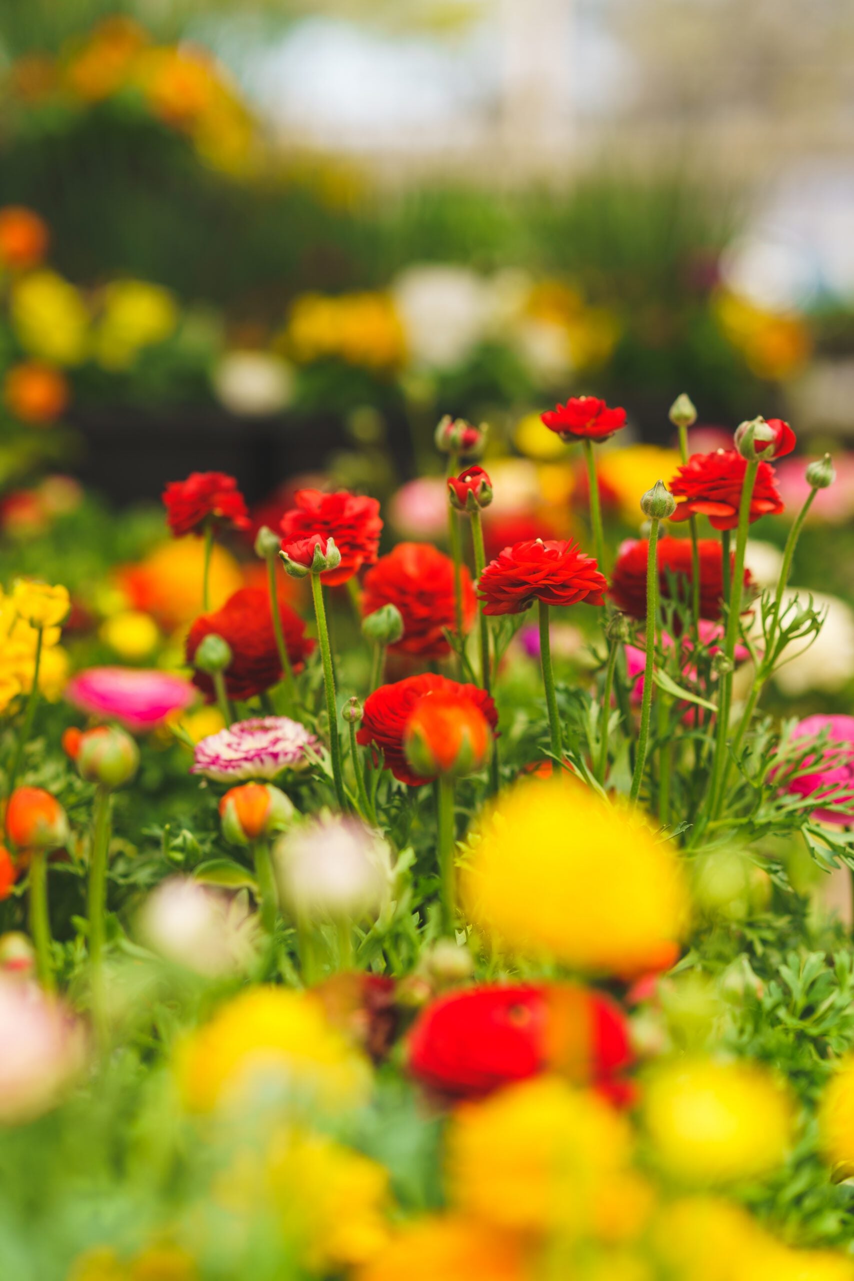 ranunculus