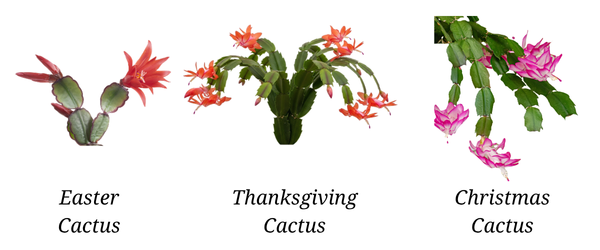 How to tell holiday cactus apart easter christmas thanksgiving
