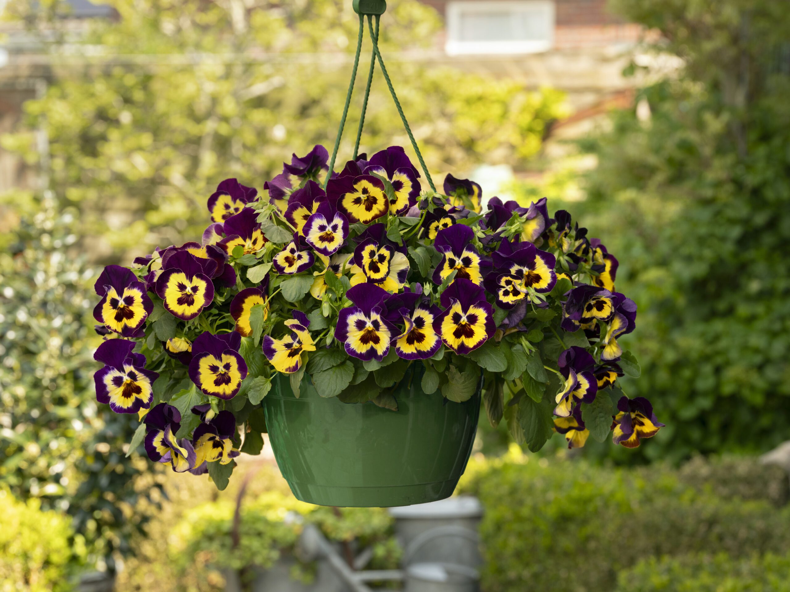 Wave Pansy hanging basket, purple and yellow pansies in a green hanging basket.