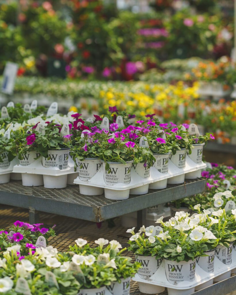 PW annuals on bench Proven Winners annuals displayed at Mahoney's Garden Center greenhouse in Massachusetts.