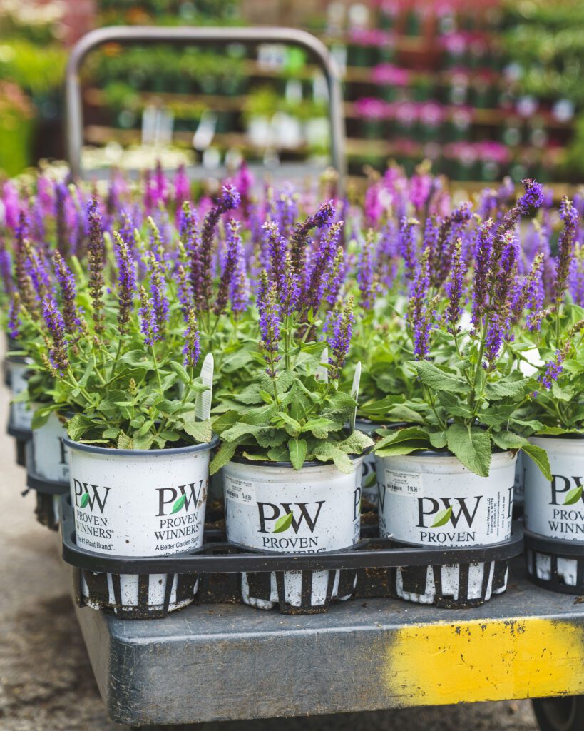 PW shrubs on cart Proven Winners shrubs on a cart outdoors at Mahoney's Garden Center in Winchester, MA.