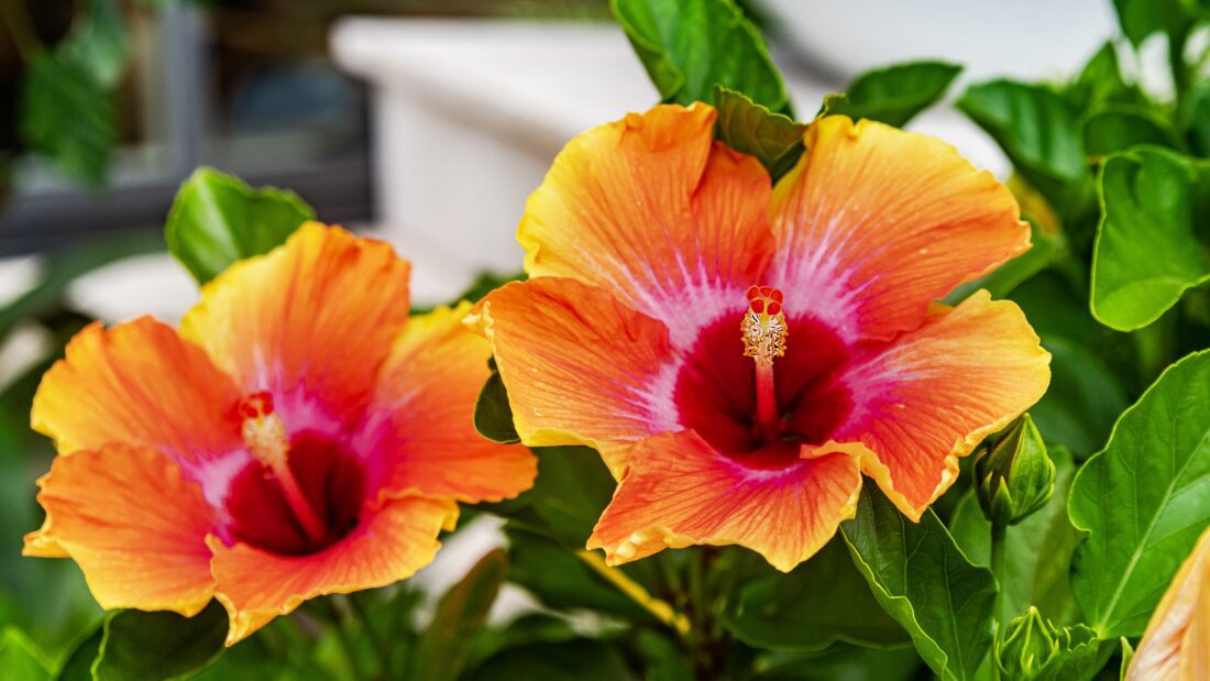 hollywood hibiscus