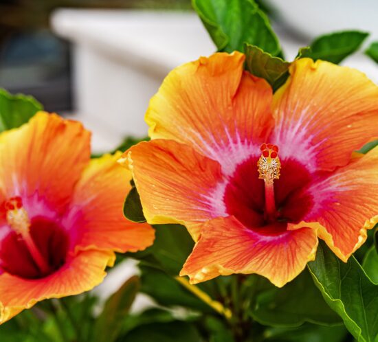 hollywood hibiscus
