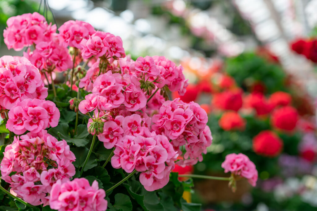 blooming annuals and tropicals