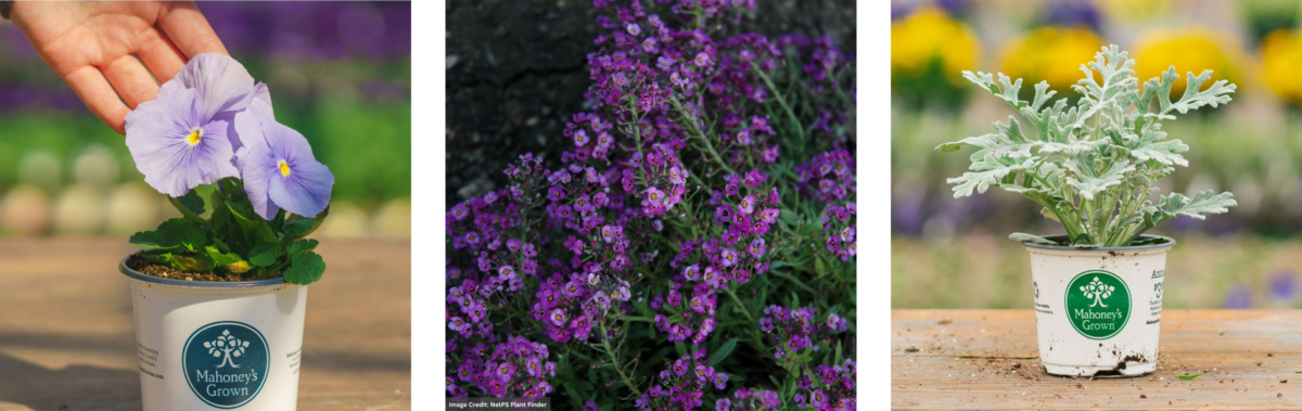 Cold Weather Flowers