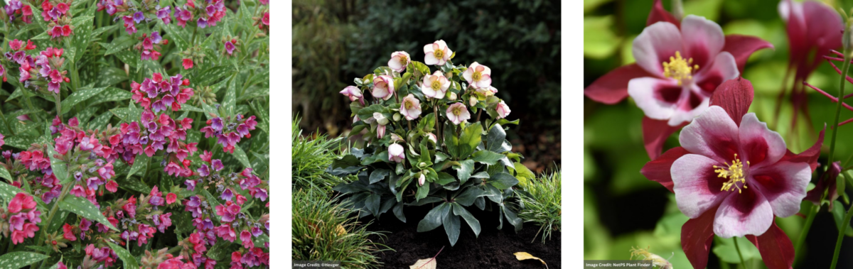 Lungwort, hellebore, and columbine