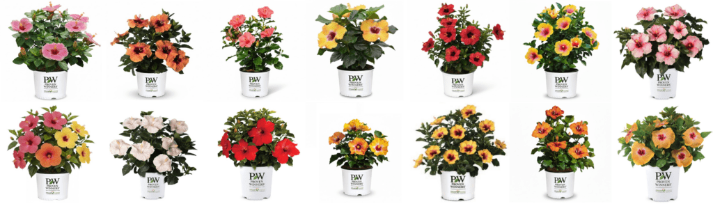 Hibiscus Varieties