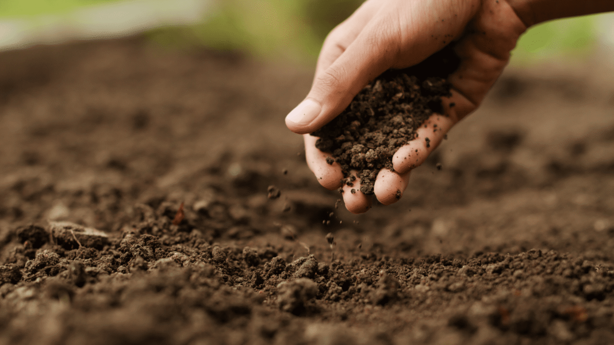 soil