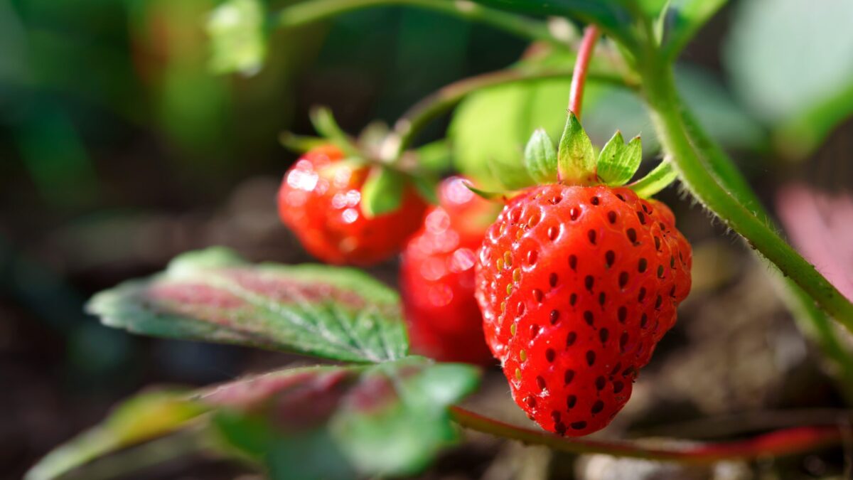 Growing strawberries