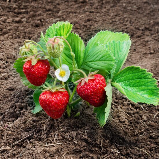Strawberries in the ground