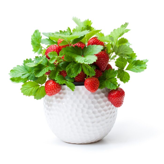 Growing strawberries in a planter