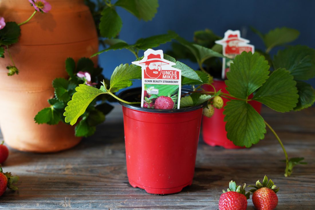 Strawberry varieties