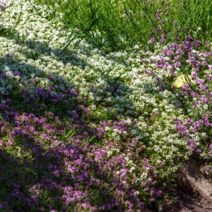 creeping thyme flawn 