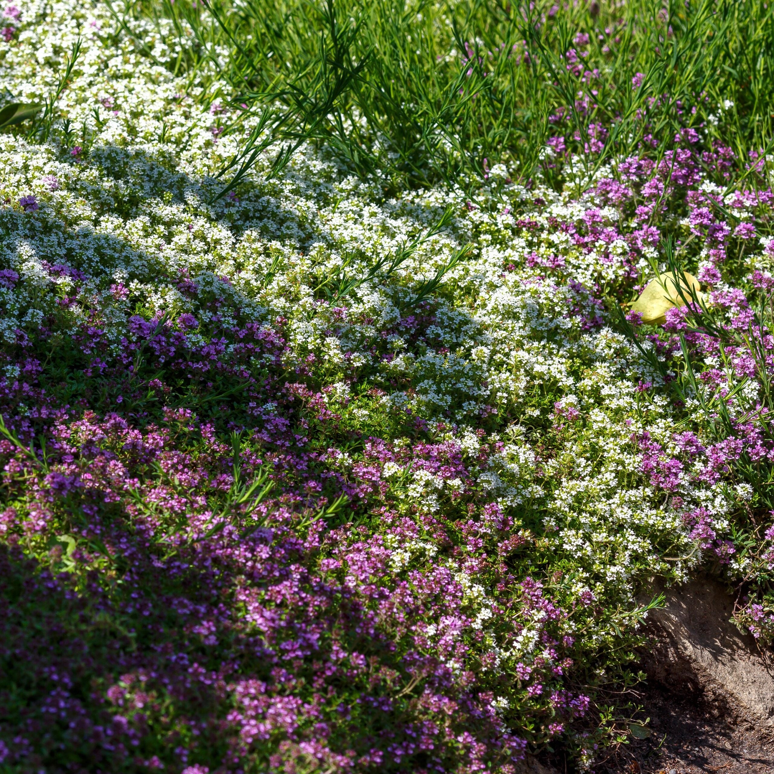 creeping thyme flawn