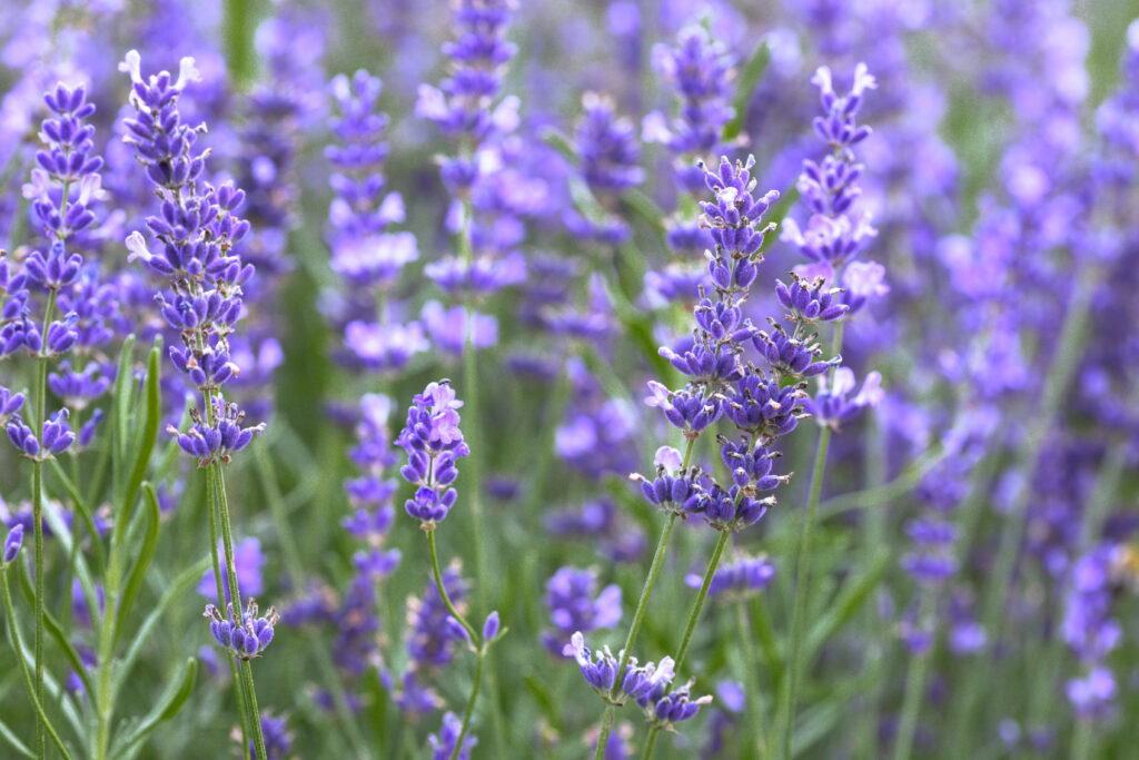 provence lavender