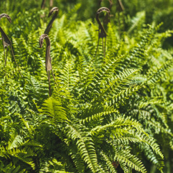 Boston Fern
