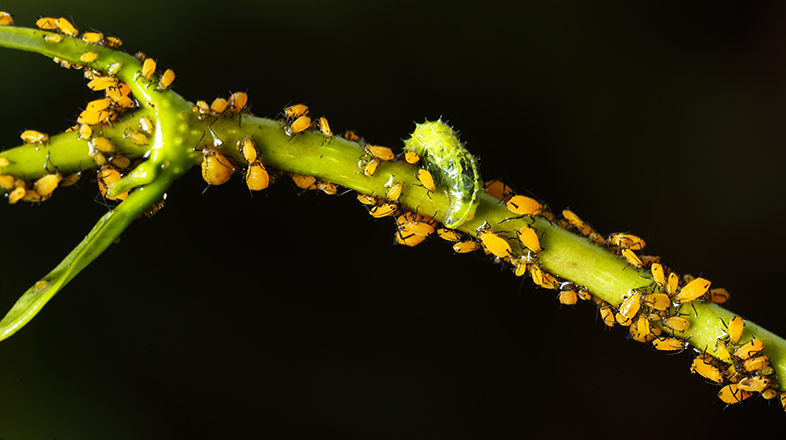 How to Get Rid of Bugs on Plants
