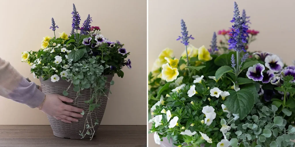 container planter thriller filler spiller