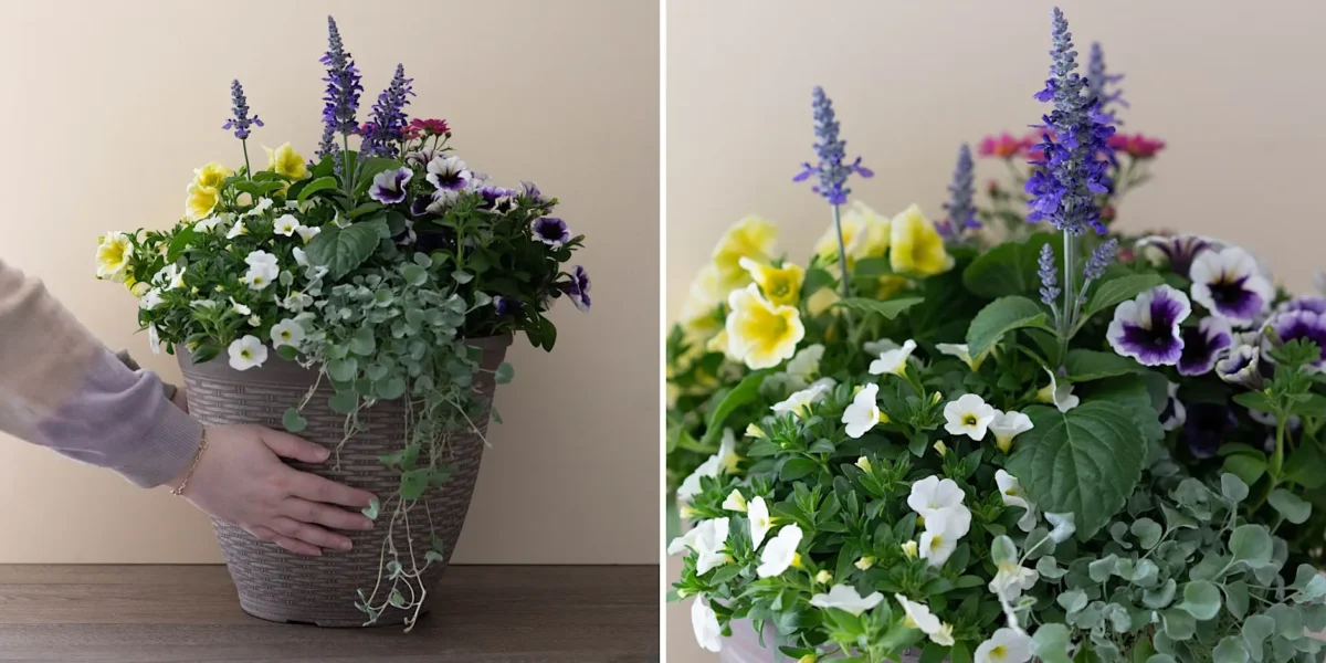 container planter thriller filler spiller