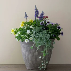 thriller filler spiller container garden