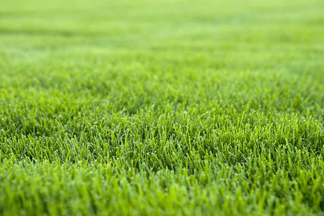 How to Lay Sod for a Healthy, Green Lawn