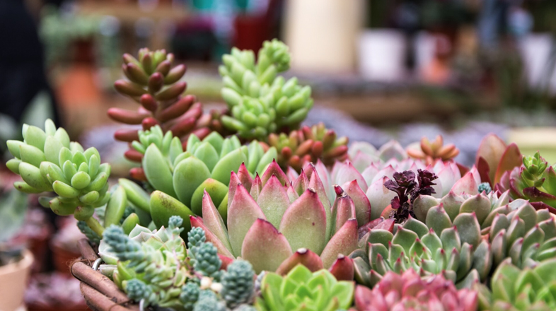 How to Care for Succulents