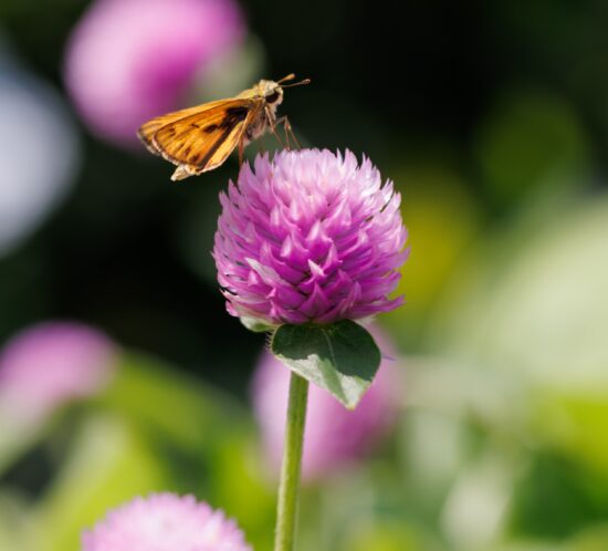 gomphrena pollinator-attracting annual