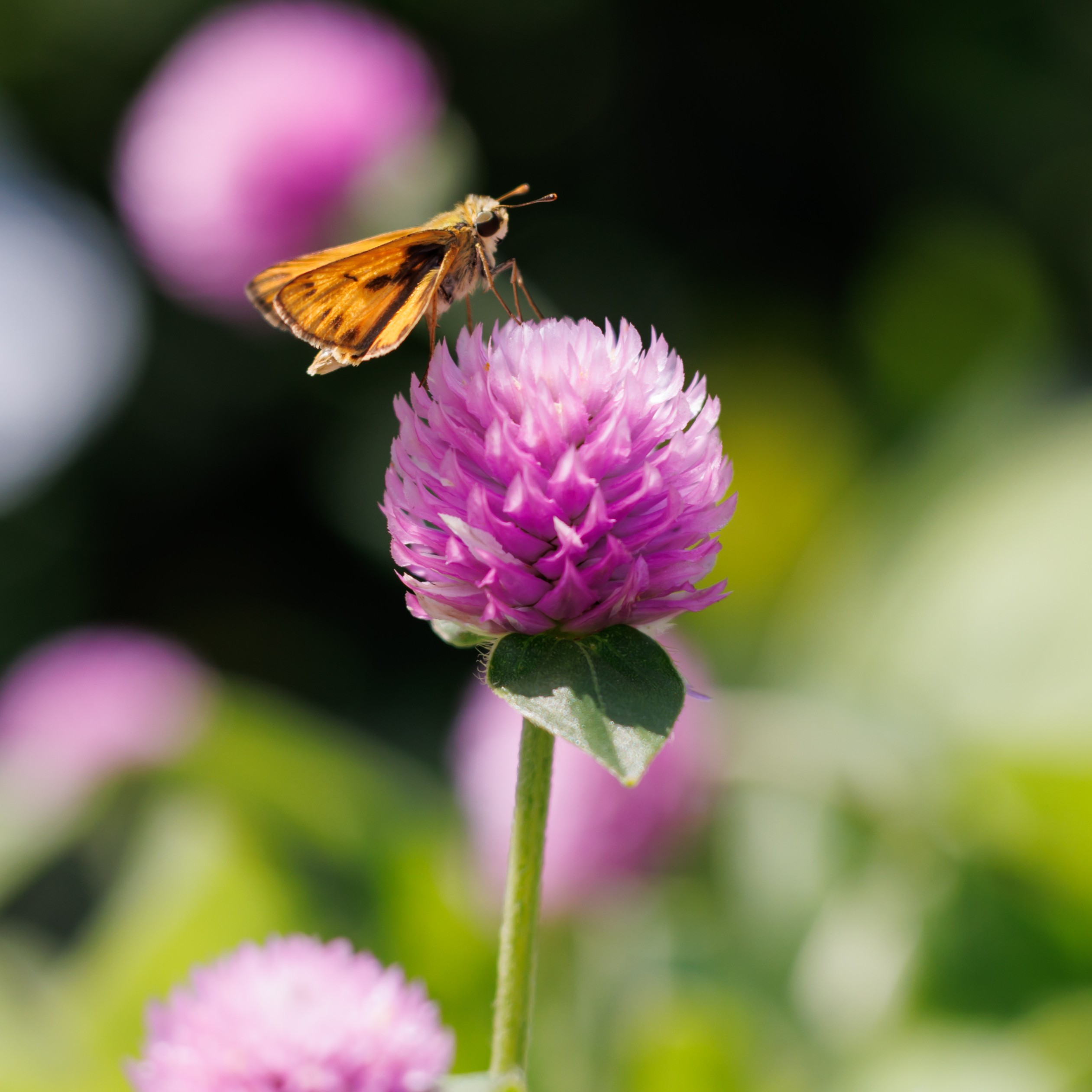 gomphrena pollinator-attracting annual