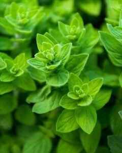 oregano for pollinators