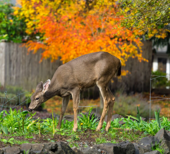 deer resistant plants new england