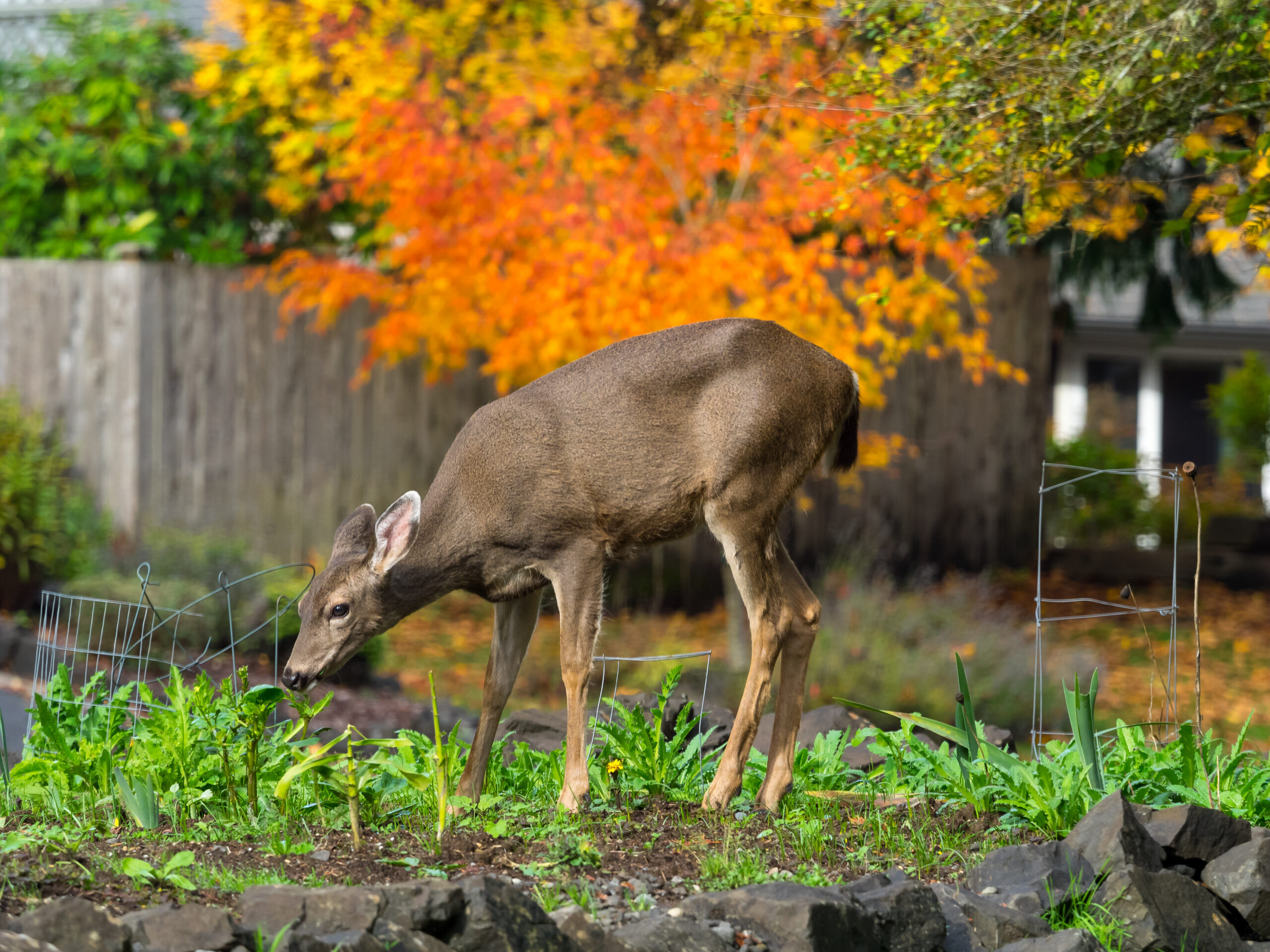 deer resistant plants new england