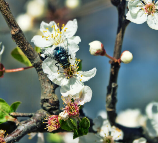 fly unexpected pollinators