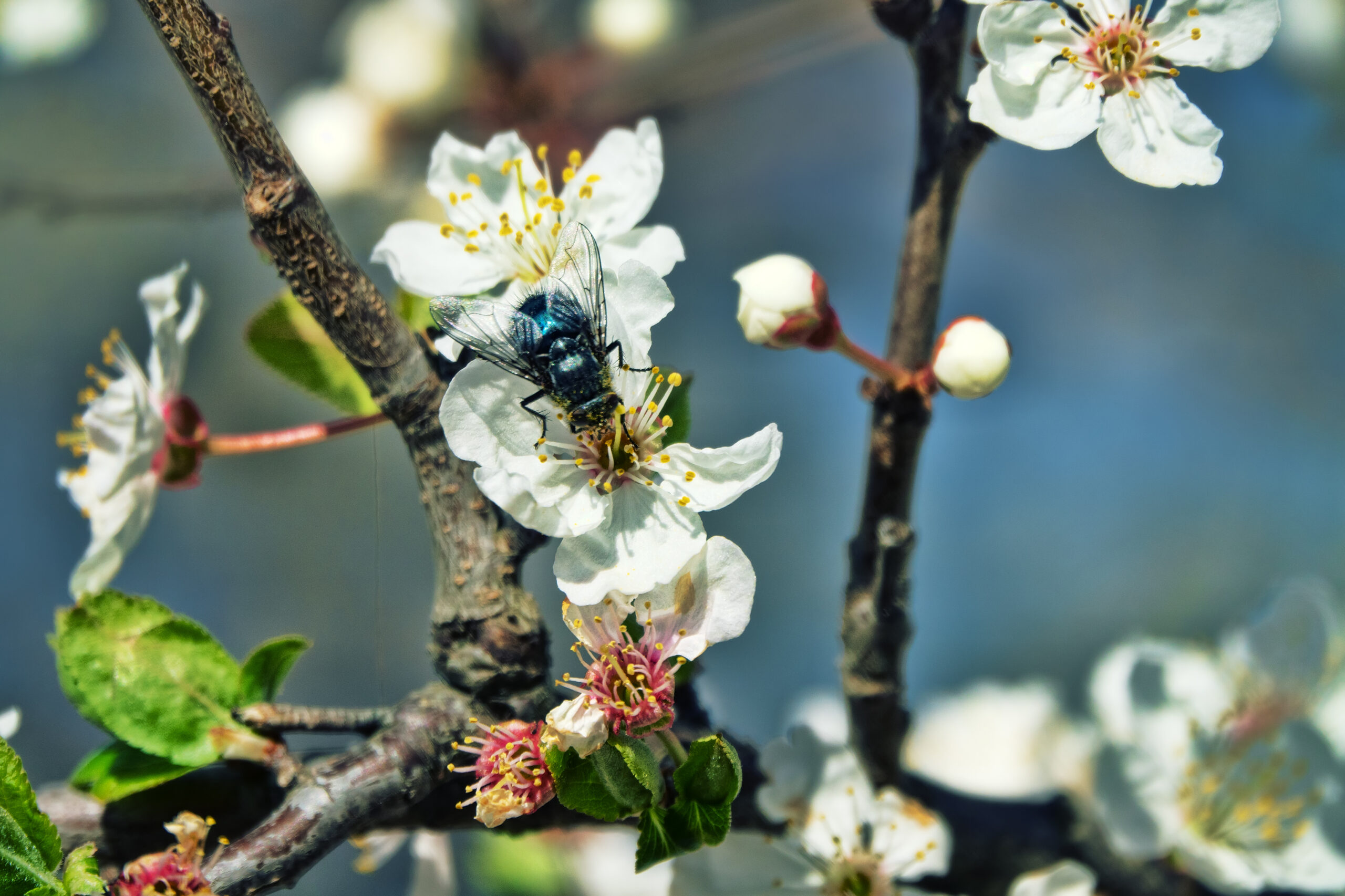 fly unexpected pollinators